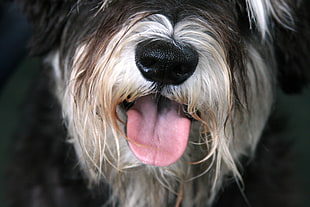 closeup photo of Bearded Collie's mouth HD wallpaper
